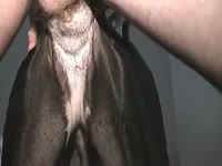 Dog anal sex with a huge fat cock